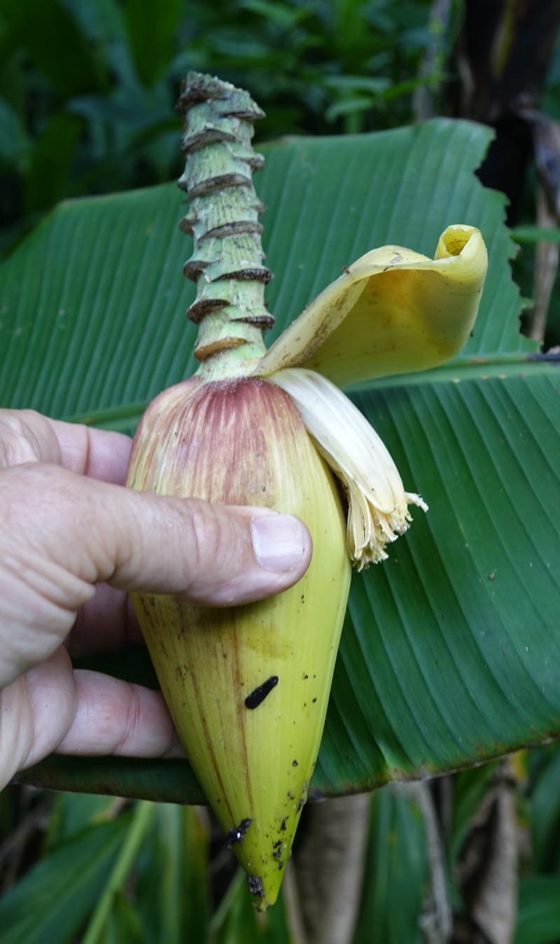 Musa formosana, Chung Kuo-Fang 3351--Taiwan. Wulai Distr. Wulai village. Hsing Hsian Trail. 19 May 2016. DSC03046 (169).JPG