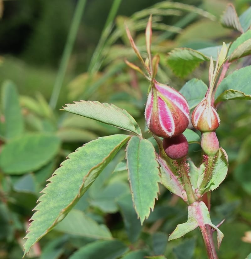 Rosa pendulina, Davidson, C 13265--Switzerland. Oberwald. Chapel St. Nikolas. 2 Jul 2016. DSC07728 (746).JPG