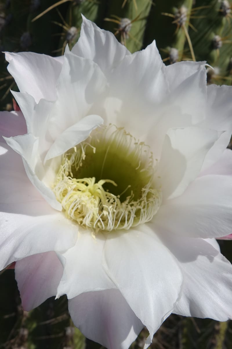 Trichocereus terscheckii--Argentina. Hwy 150, S of Ischigualasto. 7 Feb 2018. DSC09263 (22).JPG