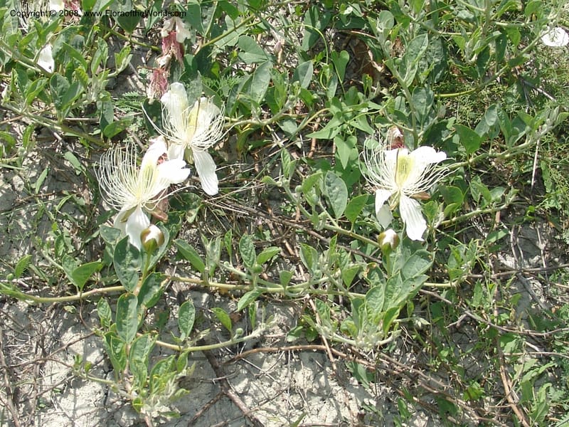 Capparis herbacea--Georgia. Shio Mgvime Monastery road. 12 Jun 05. 265.jpg