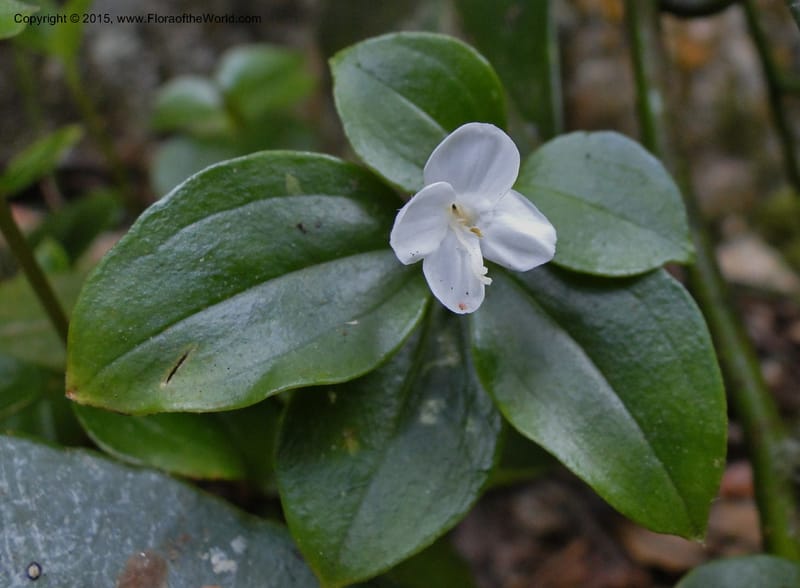 Canscora, Regalado 1893--Viet Nam. Hon Ba Nature Res. 12 May 2011. 185 (2).jpg