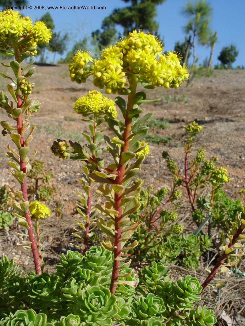 Aeonium spathulatum, 2003.0185--Spain. Barcelona Botanic Garden. 21 Apr 04. 187.jpg