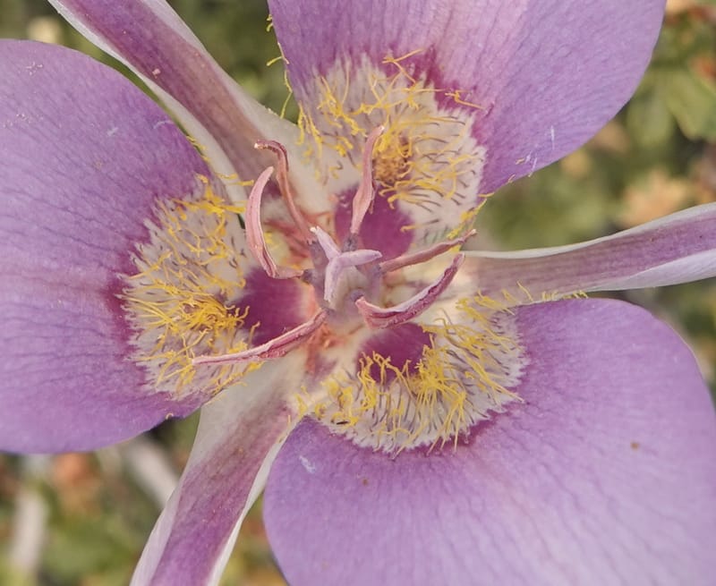 Calochortus macrocarpus, Davidson 14231--OR. Harney Co. Steens Mtn. July 2021. DSC09986 (888).JPG