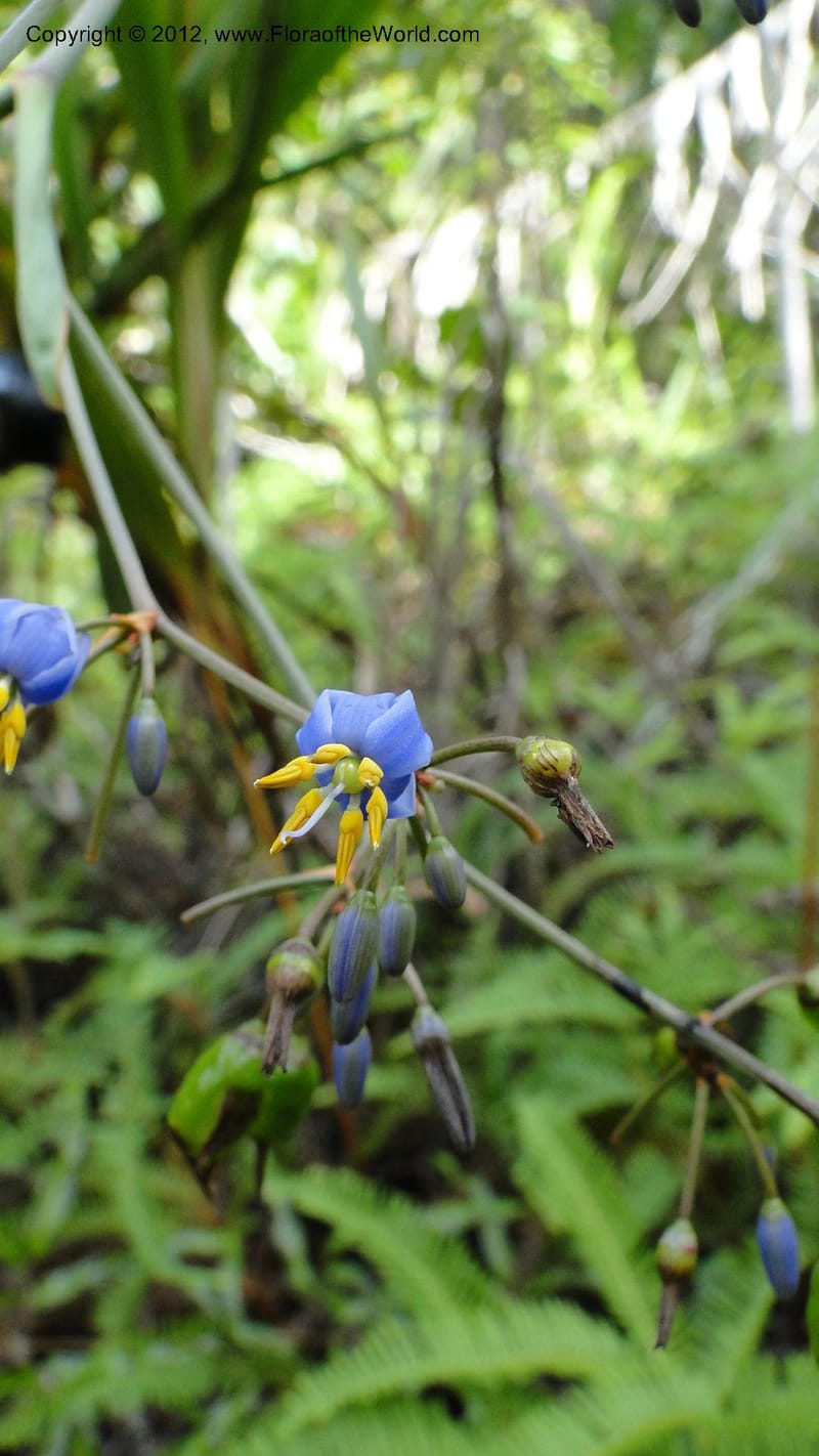 Dianella ensifolia, A. Ramahefaharivelo 168--Madagascar. Ambolotara. Ambodini, Vatovavy. 3 May 2010 177 (48).jpg