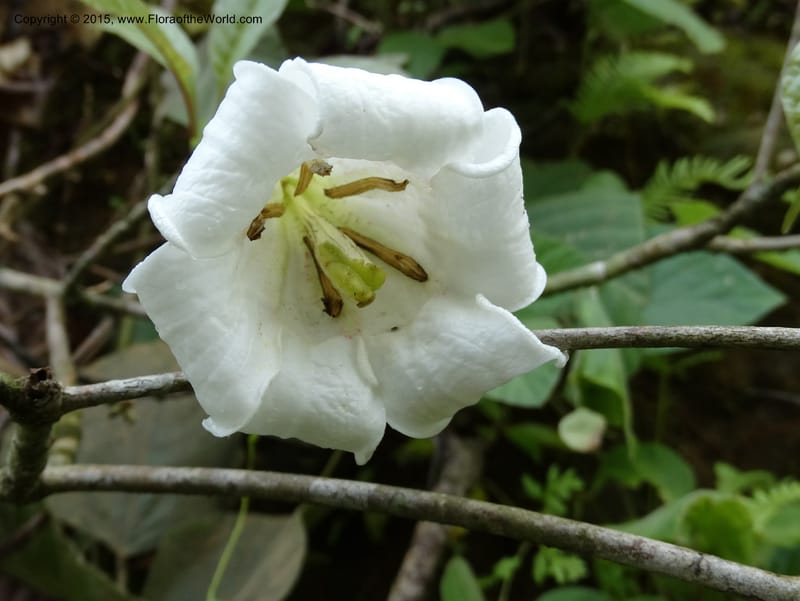 Euclinia longiflora, Davidson, C 12348--Cameroon. Ekondo Titi to Ekondo Nene. 21 Mar 2014. DSC02995 (36).JPG