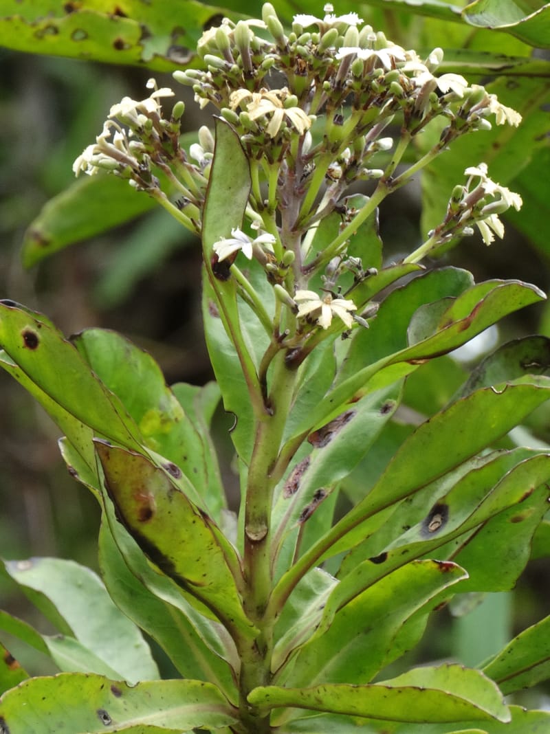 Scaevola floribunda, Lowry, P 7328--Fiji. Delaikoro Mtn. 3 Nov 2015. DSC08393 (188).JPG