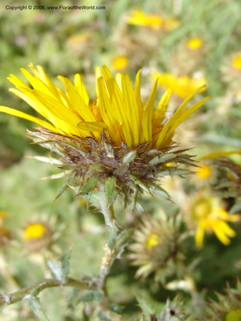 Berkheya--So.Africa. KZN. Midl. Meand. Granny Mouse. 13 Mch 05. 076.jpg