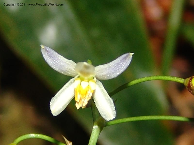 Dianella ensifolia, ROR1594--Madag. Parc Nat. Montagne d'Ambre. 11 Nov 06. 390.jpg