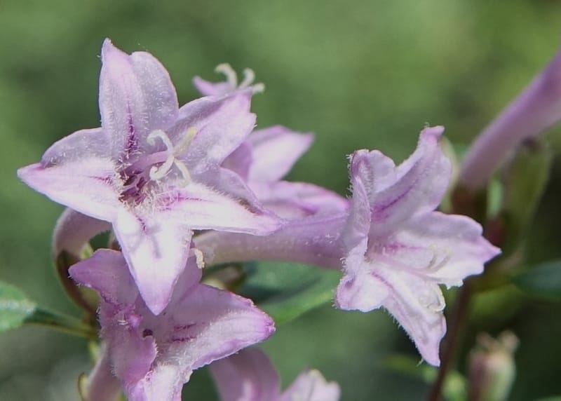Leptodermis pilosa var. pilosa, D. Boufford 43996--China. Sichuan. Yibailingba-gou. 12 Aug 2017. DSC04660 (514).JPG