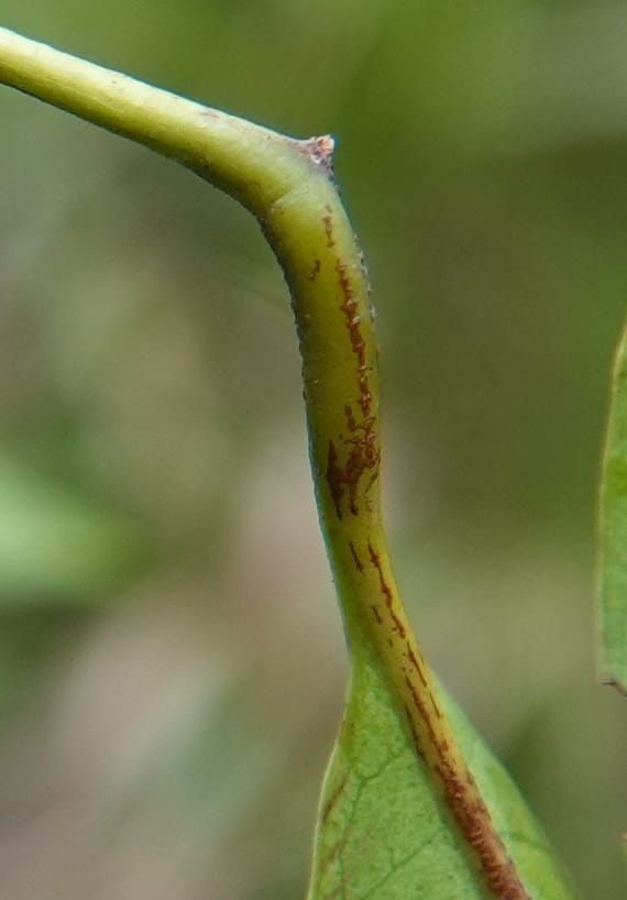 Trichilia, C. Davidson 14056--Gabon. Maboumine. 23 Oct 2019. DSC01631 (166).JPG