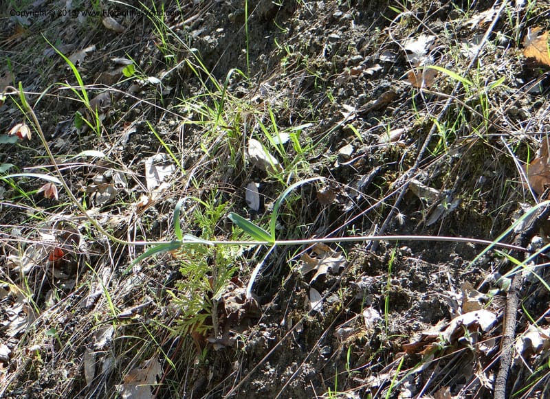Fritillaria atropurpurea, Davidson, C 12131--USA, California, Nevada Co. 19 Apr 2013  0079 (26).JPG