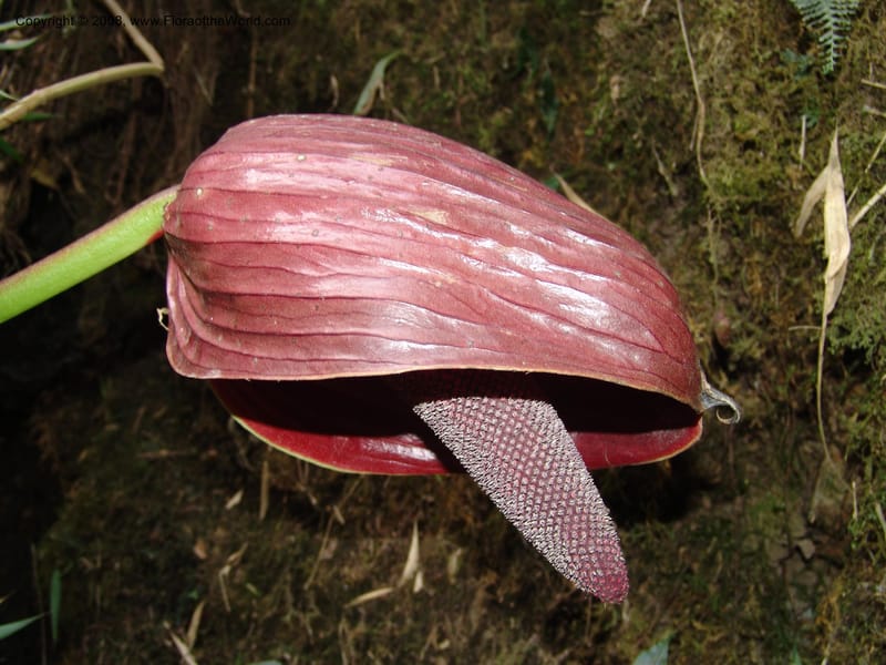 Anthurium gualeanum, Croat93239--Ecuador. Prov. Pichincha. Old hwy Quito to Sto. Domingo.   12 Aug 04.  101.jpg