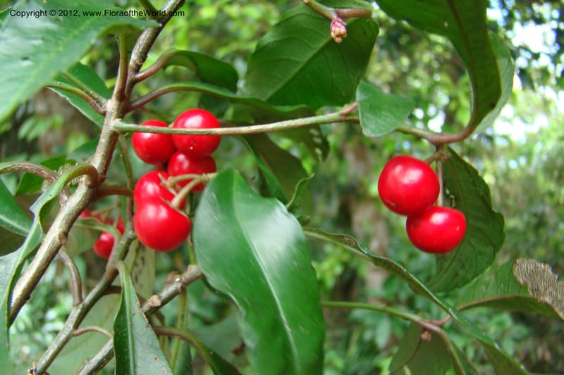Ardisia, Regalado 1730--Viet Nam. Thua Thien Hue Prov. Phu Loc Distr. Bach Ma. 13Apr 09. 068.jpg