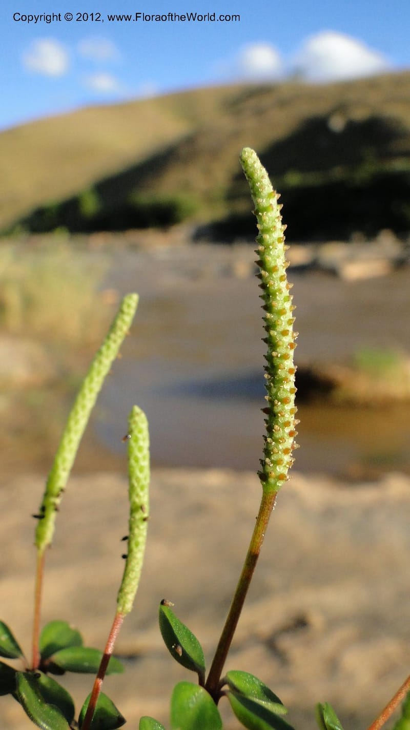 Peperomia tetraphylla, N. Manjato 150--Madagascar. Mania River. 1 May 2010 120 (3).jpg