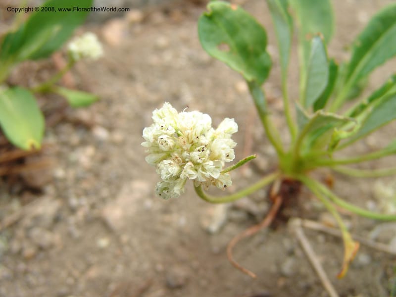 Eriogonum pyrolaefolium v. coryphaeum, CDavidson11099--ID. Valley Co. Top of Brundage Mtn.. 15 Jul 07. 007.jpg