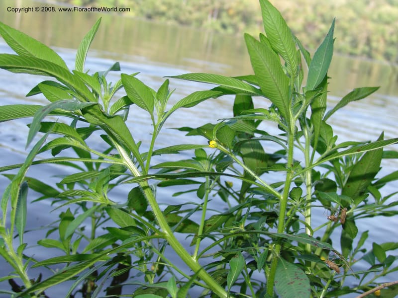 Ludwigia erecta, AAraujoM3140--Bolivia. Pq. Nal. Madidi. Laguna Chalalan. 26 Sep 06. 021.jpg