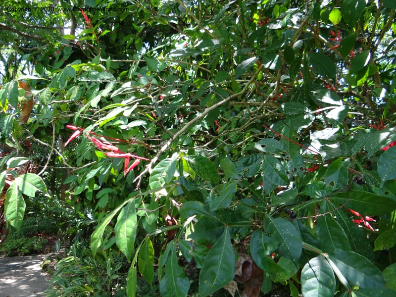 Quassia amara--Australia. Queensland. Cairns B. G. DSC09035 (111).JPG