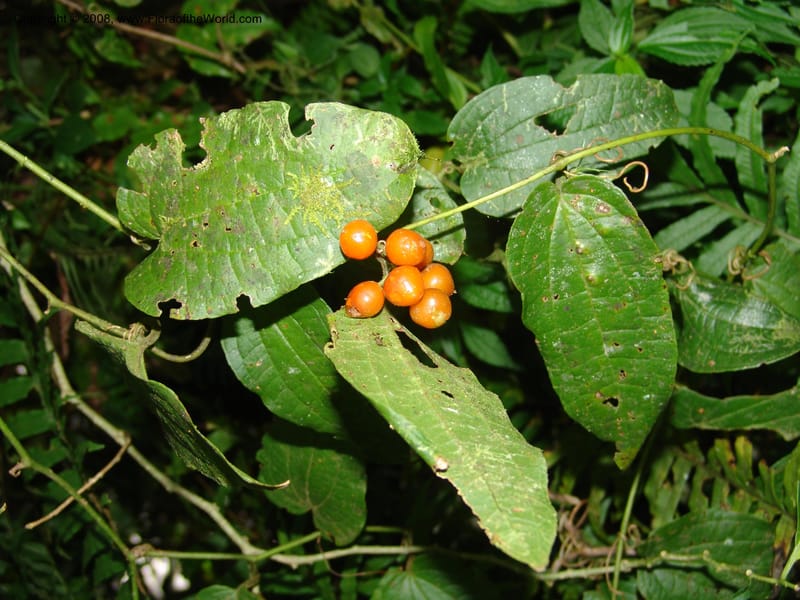 Smilax, not coll.--MX. Chiapas. Res. Biosf. El Triunfo. Trail NW along stream. 9 Nov 04. 005.jpg