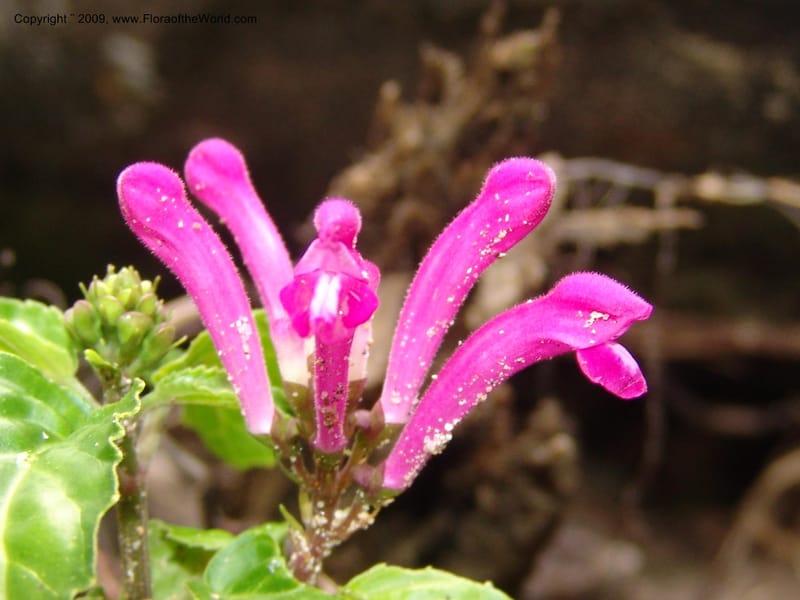 Scutellaria, DNeill15710--Ecuador. Prov. Zamora Ch. Rio Nangaritza ca Las Orquideas. 15 Sep 07. 049.jpg