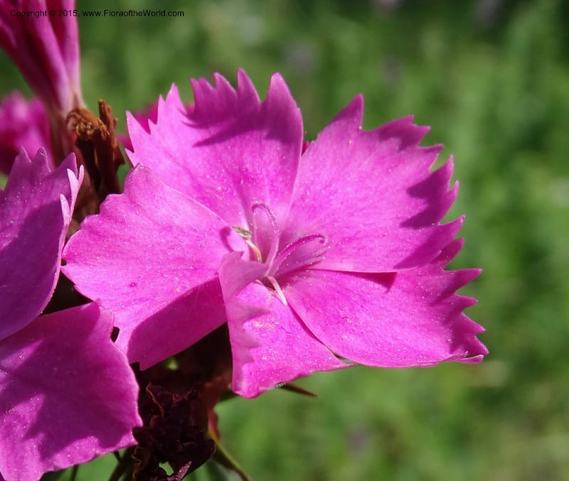 Dianthus subulosus, Davidson, C 12451--Georgia (Caucasus). Shio Mgvime. 7 Jun 2014. DSC07779 (325).JPG