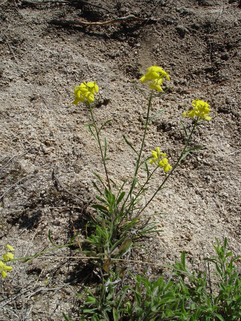 Erysimum--ID. Idaho Co. Salmon R. Polly Bemis Ranch. 9 May 04. 036.jpg