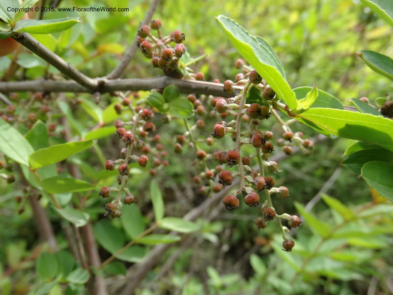 Coriaria nepalensis, Boufford, D 43590--China. Sichuan. Tudiling Tunnel. 6 May 2014. DSC03860 (97).JPG