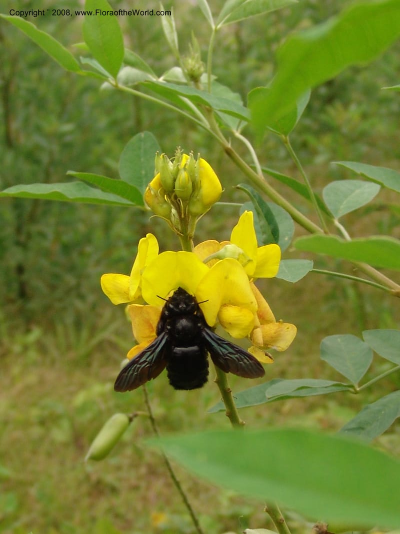 Crotalaria micans, Xylocopa, AAraujoM3097--Bolivia. Pq. Nal. Madidi. Rio Yariapo. 25 Sep 06. 051.jpg