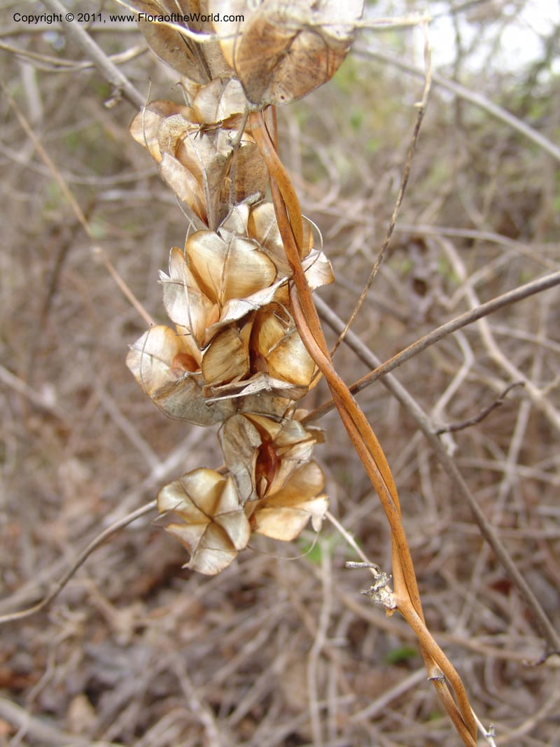 Dioscorea, ZRogers1149--Madag. Prov. Antsir. Sahafary, Analankary. .8 Nov 06. 551.jpg
