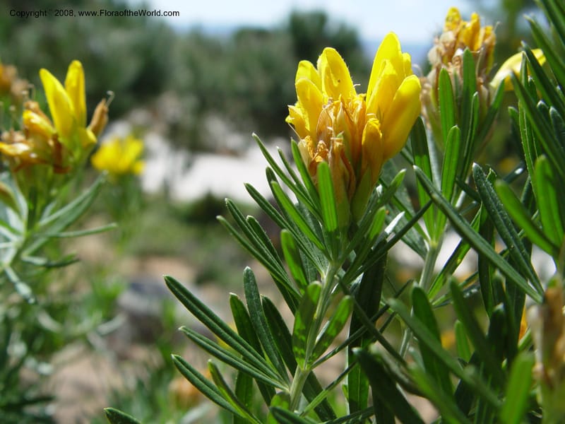 Genista linifolia, 2000.00026--Spain. Barcelona Botanic Garden. 19 Apr 04. 023.jpg