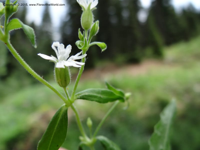 Cerastium, Mansfield, D 12-622--ID. Bear Lake Co. Mt. Sherman. 13 Jul 2012. DSC03601 (21).JPG