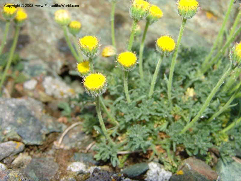 Erigeron compositus, CDavidson11126--Idaho Co. Hell's Can. Nat. Rec. Area. Heaven's Gate. 20 Jul 07. 008.jpg