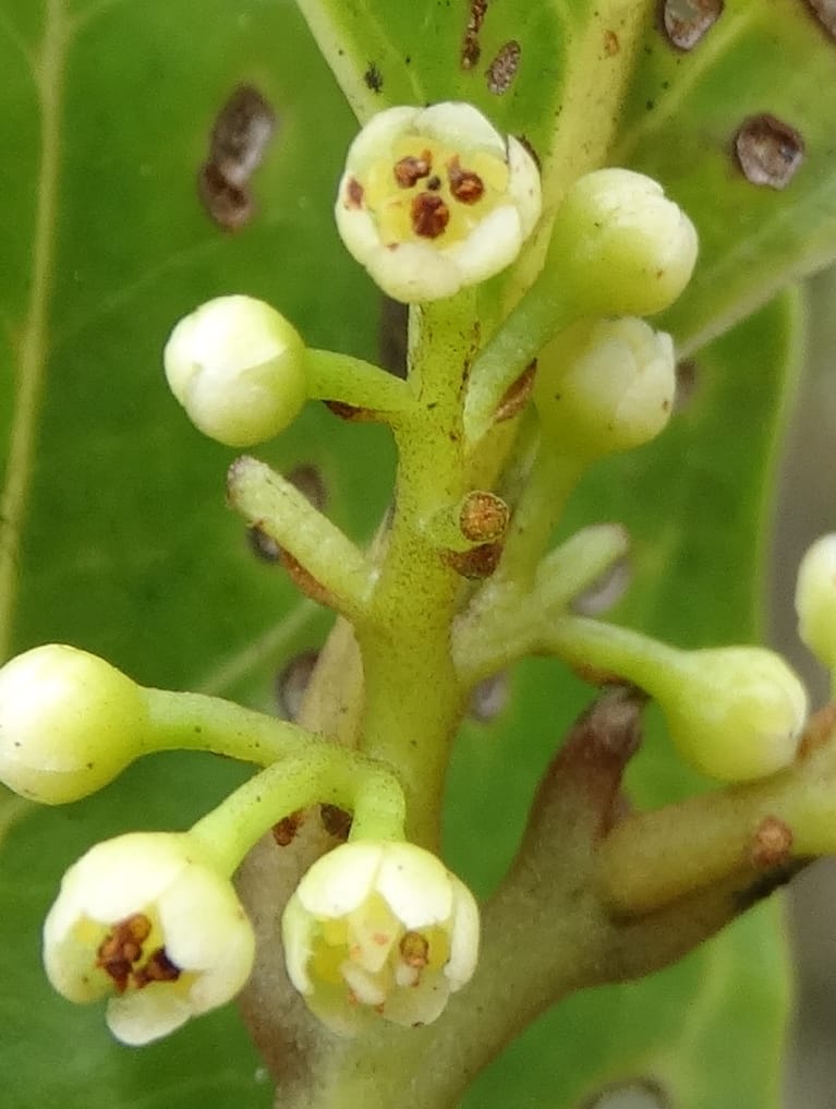 Endiandra monticola, Munzinger, J 7345--Fiji. Delaikoro Mtn. 3 Nov 2015. DSC08393 (355).JPG