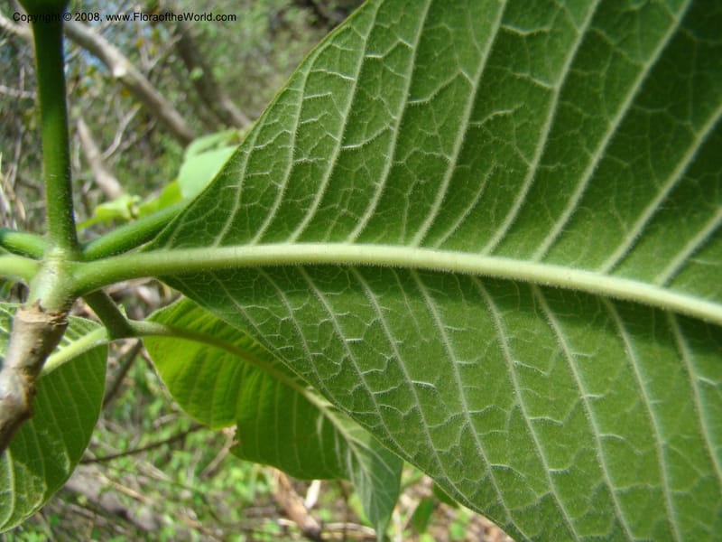Stemmadenia obovata--Costa Rica. Guanac. Palo Verde Biol. Sta. 6-7 Apr 08. 046.jpg