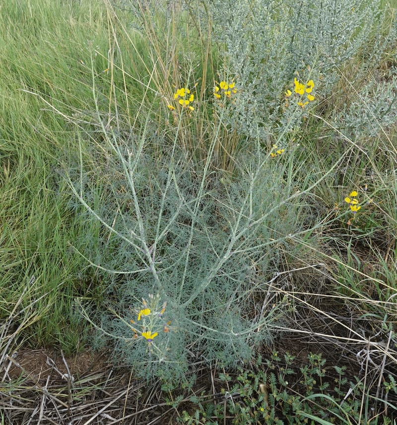 Cleome angustifolia subsp. diandra, L. Nanyeni 1140--Namibia. Avis Dam. 15 Mar 2018. DSC00541 (21).JPG