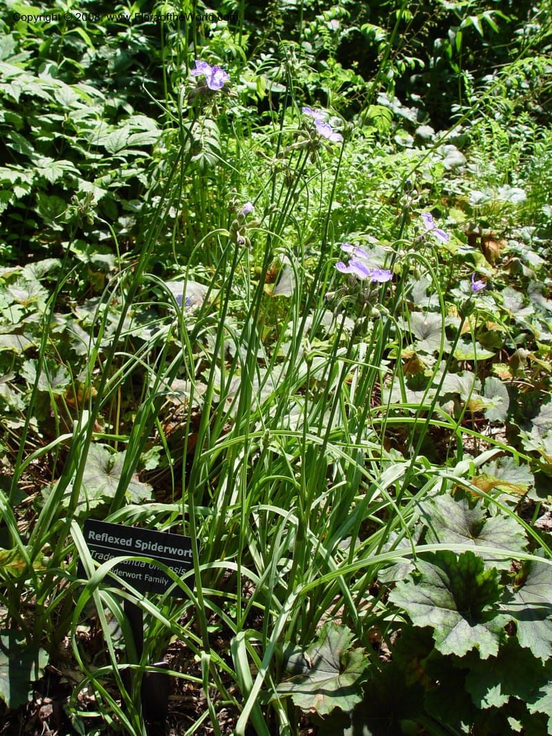 Tradescantia chinensis--DE. Mt. Cuba Center. 24 Jun 03. 023.jpg