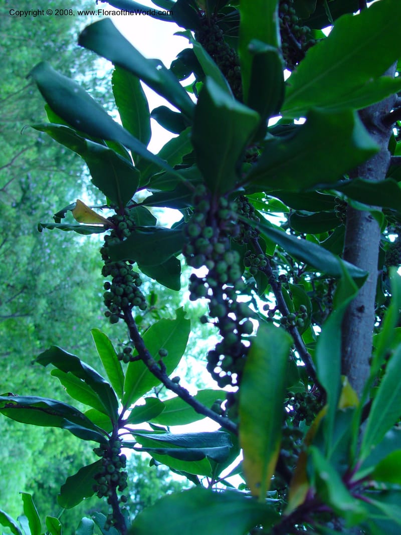 Rapanea melanophloeos, 71.79--So. Africa. Cape Province. Kirstenbosch Bot. Gard. 20 Nov 02. 108.jpg