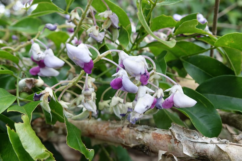 Callerya megasperma, Davidson, C 13335--Australia. Qld. Austinville Rd. 17 Oct 2016. DSC02741 (29).JPG