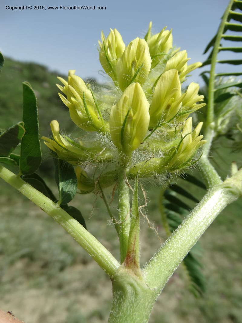 Astragalus trichocalyx, Davidson, C 12434--Georgia (Caucasus). Rustavi Village. 5 Jun 2014. DSC07073 (249).JPG