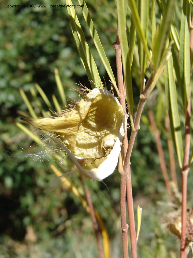 Gomphocarpus fruticosus--So.Africa. E. Cape. Joubert's Pass, SE of Lady Gray. 9 Mch 05. 206.jpg