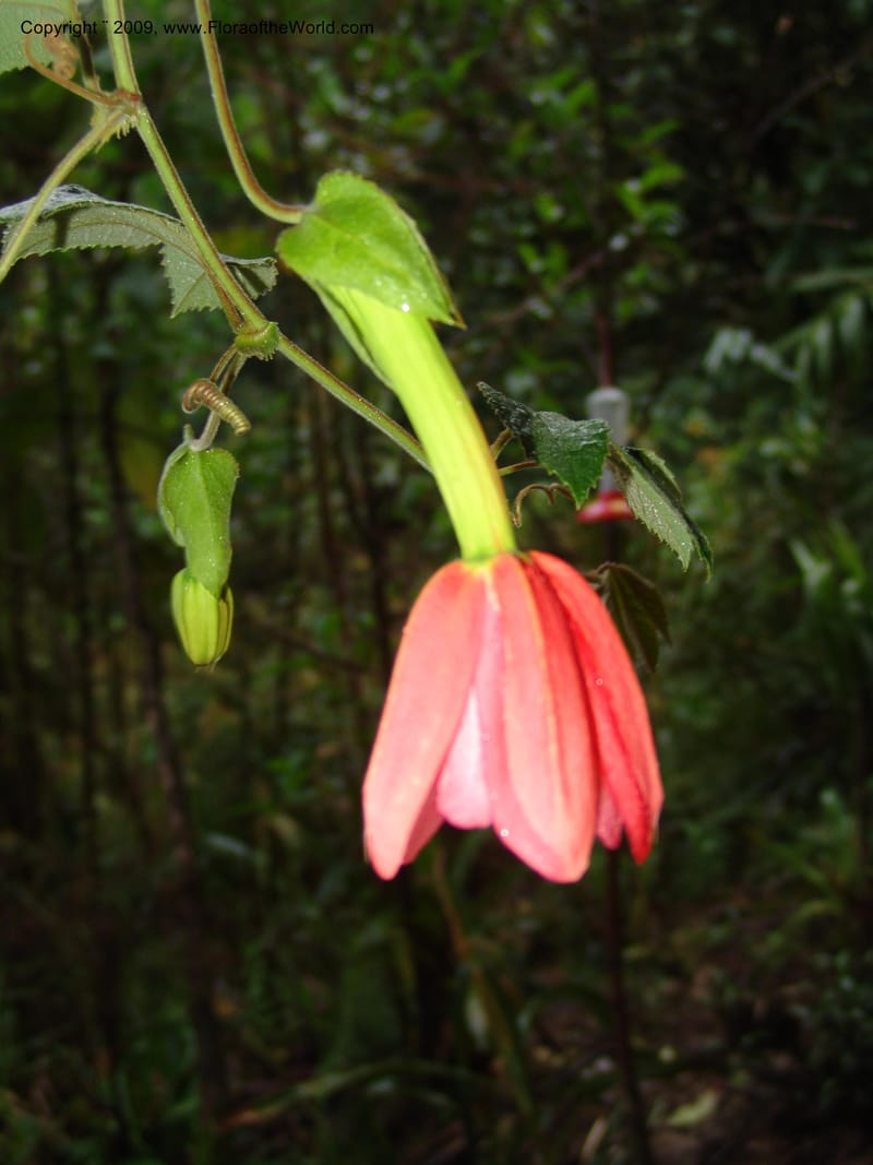 Passiflora, DNeill16042--Ecuador. Prov. Zamora Ch. Res. Tapichalaca. 26 Sep 07. 051.jpg