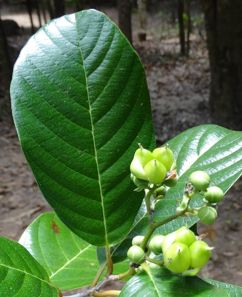 Tetracera billardieri, Lowry, P 7392--New Caledonia. Nehoue Forest. 17 Nov 2015. DSC03041 (355).JPG