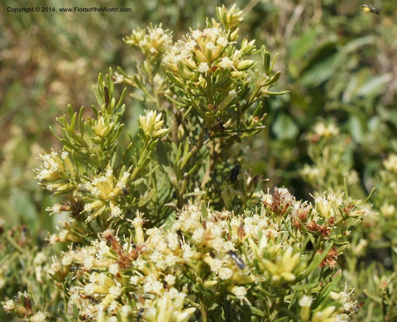 Baccharis pseudotenuifolia, Stevens, W.D. 31064, Cerro Cora, 15 Mar 2011 4054 (1).JPG