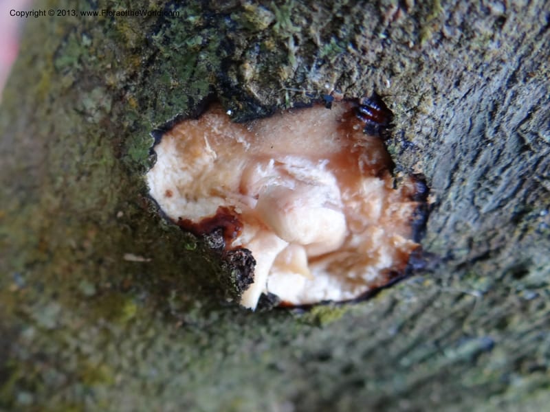 Xylopia sp. unk., Espinosa-Jimenez, J. A 1174--Mexico, Chiapas,Biosfera  El Ocote  23 Feb 2012  3938 (10).JPG