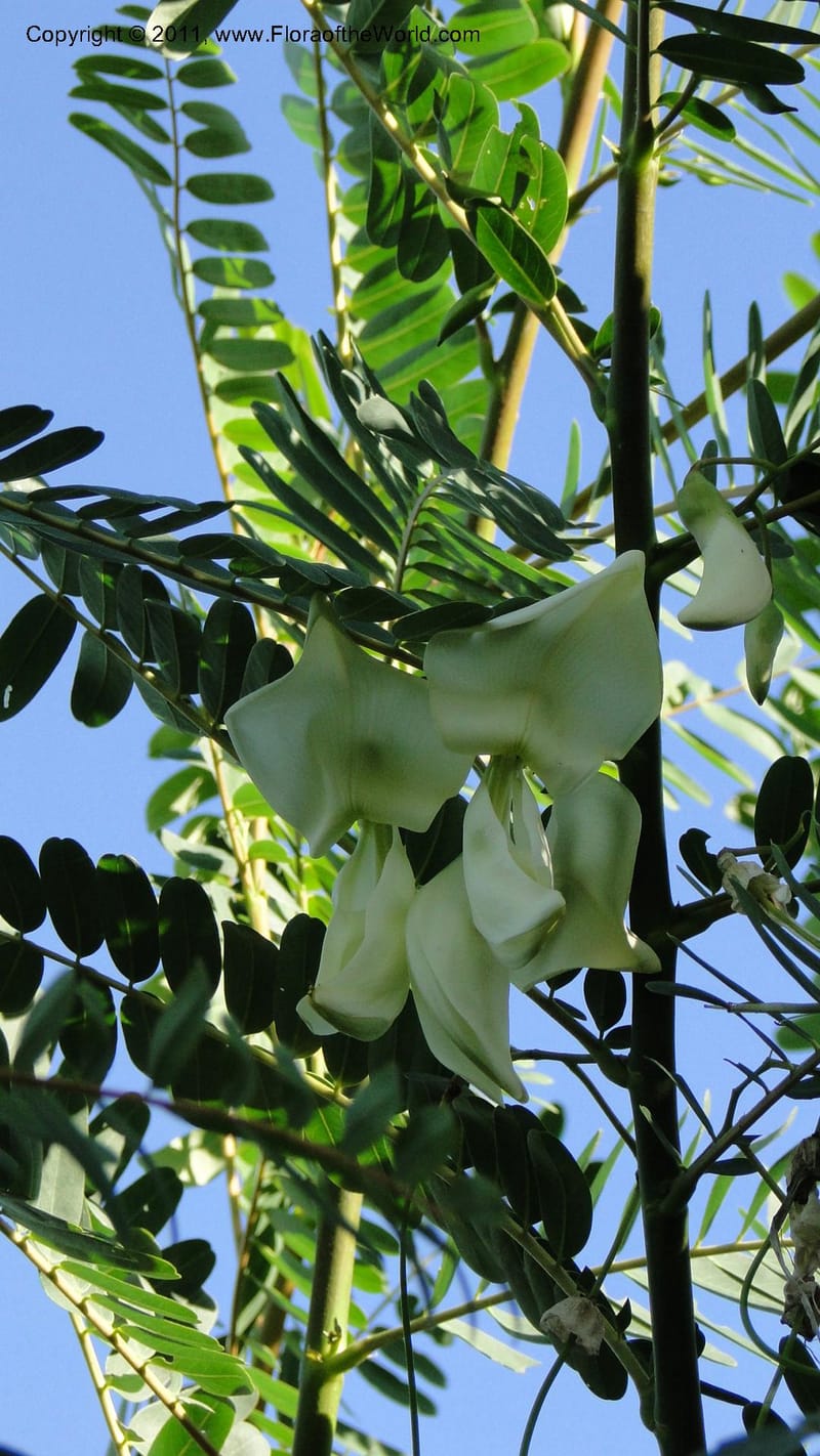 Sesbania grandiflora, Gereau--Tanzania. Univ. of Dar es Salaam. 9  May 2010 367 (7).jpg