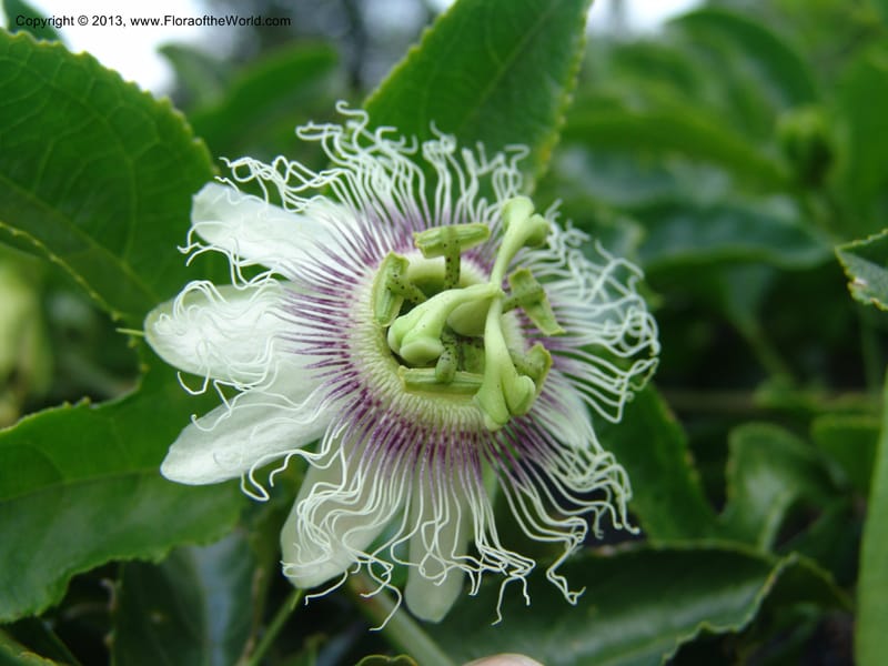 Passiflora--Kenya. Maseno.  Maseno Univ. Bot. Gard. 3 Jul 04. 125.jpg