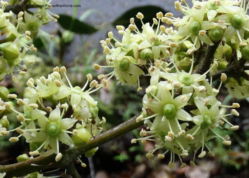 Schefflera, Davidson, C 12649--Sabah. G. Silam. 1 Oct 2014. DSC00937 (142).JPG