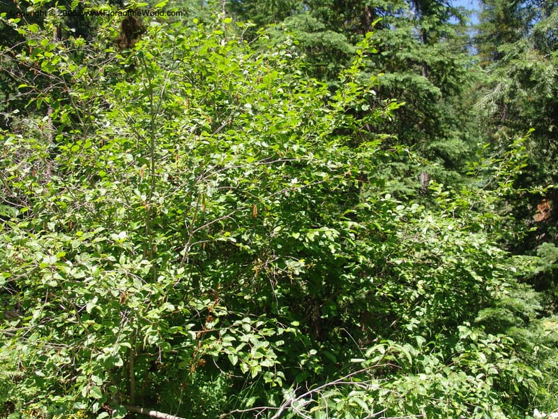 Alnus viridis ssp sinuata--ID. Valley Co. Sylvan Beach reservoir and trail. 24 Jul 05. 191.jpg