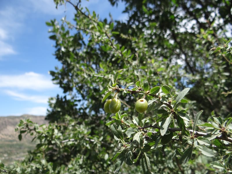 Prunus amygdalus--Iraq. Kurdistan. Shakh-i-Pira Magrun. 24 May 2013. DSC05074 (22).JPG