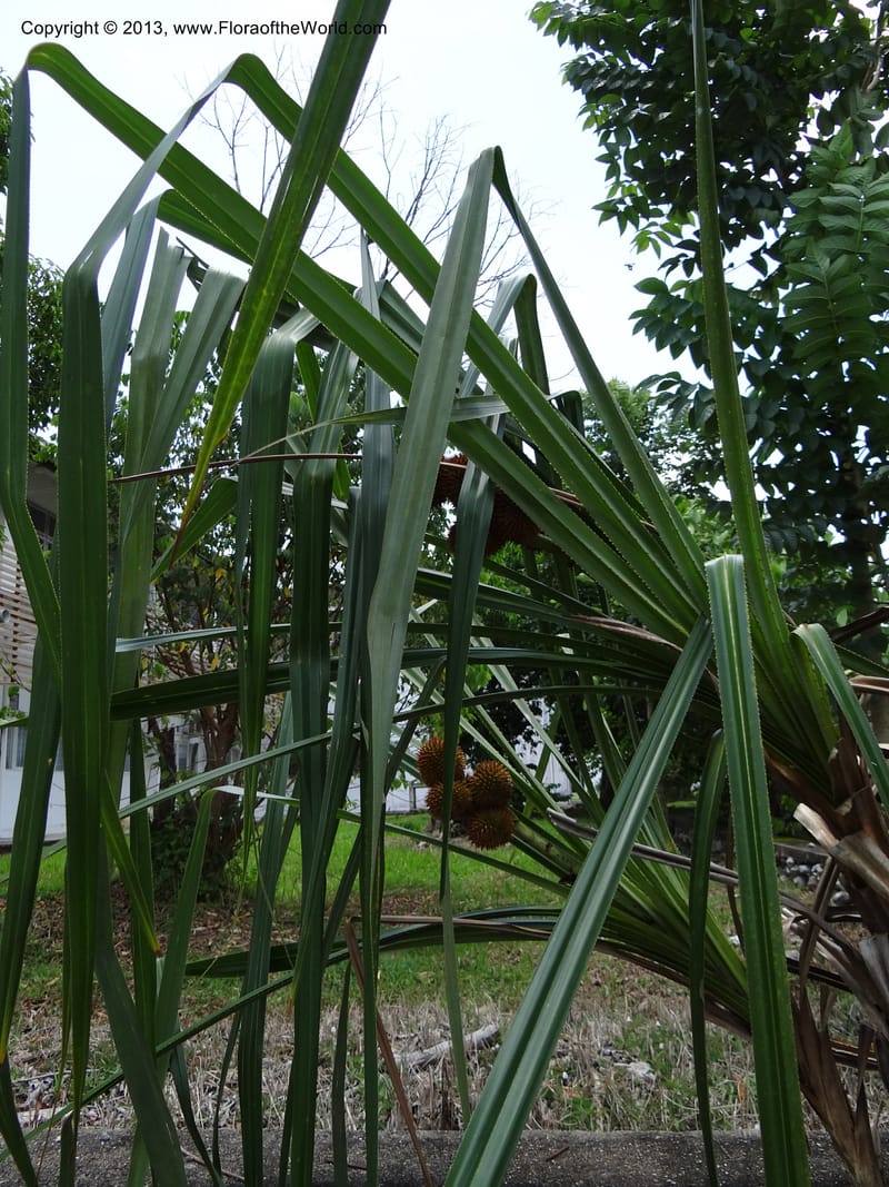 Long arching leaves and hanging fruiting heads