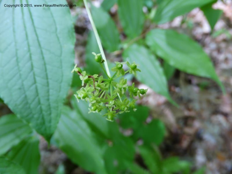 Smilax pulverulenta, Davidson, C 12996--North Carolina. Macon Co. Standing Indian. 14 May 2015. DSC05212 (197).JPG